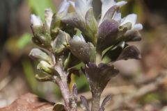 Virginia Pennywort, Obolaria virginica