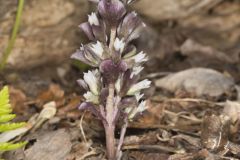 Virginia Pennywort, Obolaria virginica