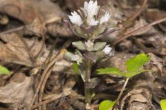 Virginia Pennywort, Obolaria virginica