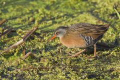 Virginia Rail, Rallus limicola