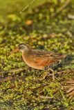 Virginia Rail, Rallus limicola