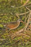 Virginia Rail, Rallus limicola