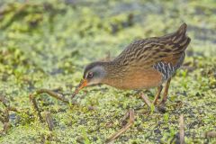 Virginia Rail, Rallus limicola