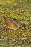 Virginia Rail, Rallus limicola
