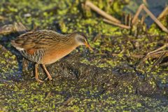 Virginia Rail, Rallus limicola