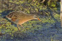 Virginia Rail, Rallus limicola