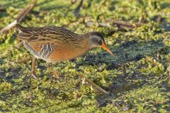 Virginia Rail, Rallus limicola