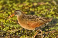 Virginia Rail, Rallus limicola