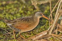 Virginia Rail, Rallus limicola