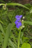 Virginia Spiderwort, Tradescantia virginiana