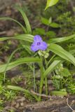 Virginia Spiderwort, Tradescantia virginiana