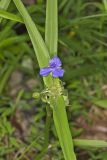 Virginia Spiderwort, Tradescantia virginiana