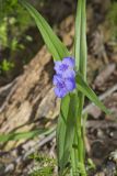 Virginia Spiderwort, Tradescantia virginiana
