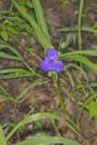 Virginia Spiderwort, Tradescantia virginiana