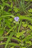Virginia Spiderwort, Tradescantia virginiana