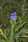 Virginia Spiderwort, Tradescantia virginiana