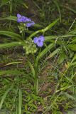 Virginia Spiderwort, Tradescantia virginiana