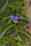 Virginia Spiderwort, Tradescantia virginiana