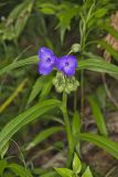 Virginia Spiderwort, Tradescantia virginiana