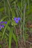 Virginia Spiderwort, Tradescantia virginiana