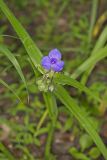 Virginia Spiderwort, Tradescantia virginiana