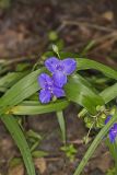 Virginia Spiderwort, Tradescantia virginiana
