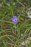 Virginia Spiderwort, Tradescantia virginiana