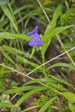 Virginia Spiderwort, Tradescantia virginiana