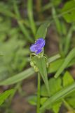 Virginia Spiderwort, Tradescantia virginiana