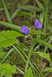 Virginia Spiderwort, Tradescantia virginiana