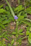 Virginia Spiderwort, Tradescantia virginiana