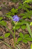 Virginia Spiderwort, Tradescantia virginiana