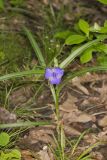 Virginia Spiderwort, Tradescantia virginiana