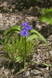 Virginia Spiderwort, Tradescantia virginiana