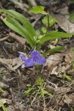 Virginia Spiderwort, Tradescantia virginiana