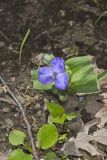 Virginia Spiderwort, Tradescantia virginiana
