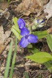 Virginia Spiderwort, Tradescantia virginiana