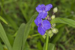 Virginia Spiderwort, Tradescantia virginiana