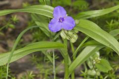 Virginia Spiderwort, Tradescantia virginiana Virginia Spiderwort, Tradescantia virginiana