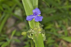 Virginia Spiderwort, Tradescantia virginiana Virginia Spiderwort, Tradescantia virginiana