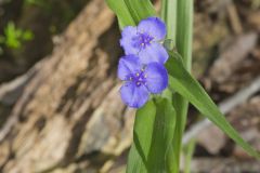Virginia Spiderwort, Tradescantia virginiana Virginia Spiderwort, Tradescantia virginiana