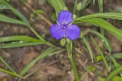 Virginia Spiderwort, Tradescantia virginiana Virginia Spiderwort, Tradescantia virginiana
