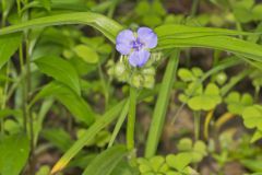 Virginia Spiderwort, Tradescantia virginiana Virginia Spiderwort, Tradescantia virginiana