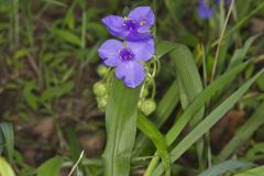 Virginia Spiderwort, Tradescantia virginiana Virginia Spiderwort, Tradescantia virginiana