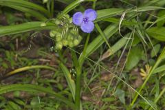 Virginia Spiderwort, Tradescantia virginiana Virginia Spiderwort, Tradescantia virginiana