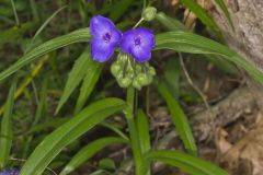 Virginia Spiderwort, Tradescantia virginiana Virginia Spiderwort, Tradescantia virginiana