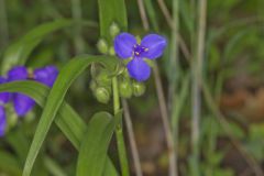 Virginia Spiderwort, Tradescantia virginiana Virginia Spiderwort, Tradescantia virginiana