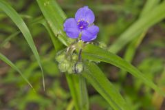 Virginia Spiderwort, Tradescantia virginiana Virginia Spiderwort, Tradescantia virginiana