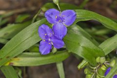 Virginia Spiderwort, Tradescantia virginiana Virginia Spiderwort, Tradescantia virginiana