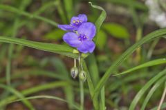 Virginia Spiderwort, Tradescantia virginiana Virginia Spiderwort, Tradescantia virginiana